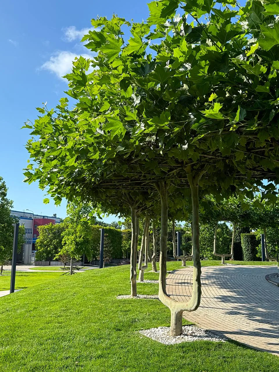 🌳 Вокруг площадки, на которой установлен арт-объект «Внутренний ребенок», высажены пла...