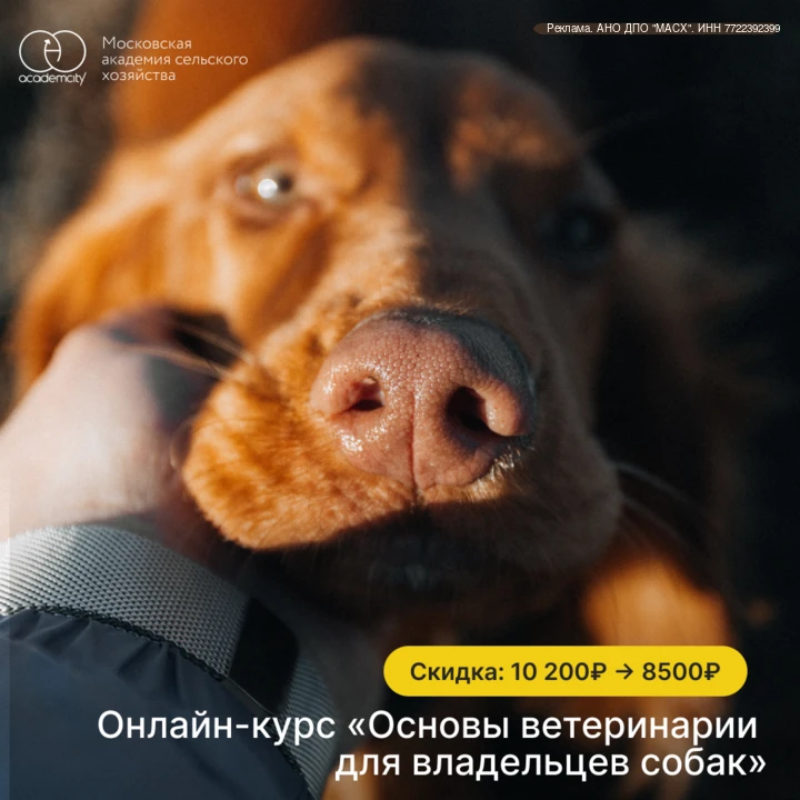 Любите свою собаку и хотите быть уверены, что всегда сможете защитить её здоровье? 🐶

Онлайн-курс «