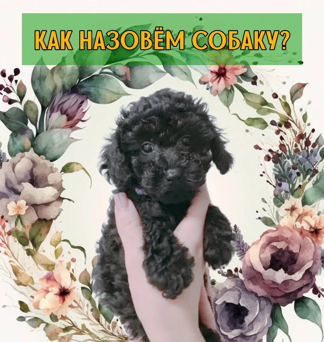 🐶КАК НАЗОВЁМ СОБАКУ❓