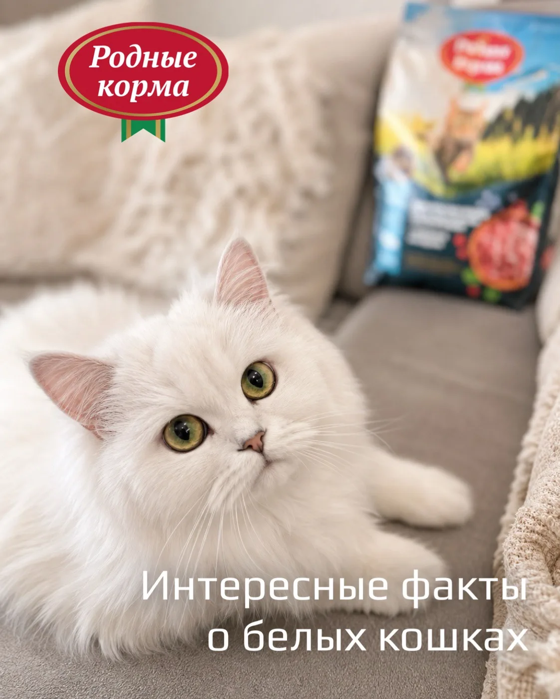 Белые кошки: факты, которые вас удивят❄️