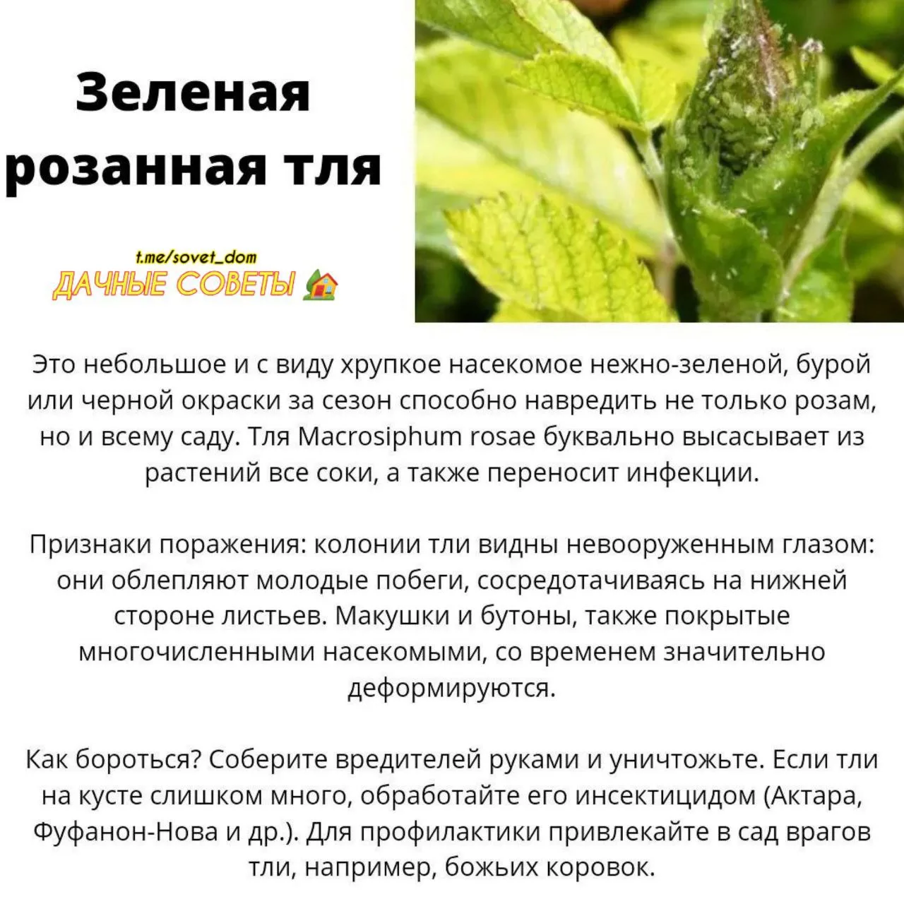 Самые частые болезни роз, как их распознать и чем лечить? 🥀