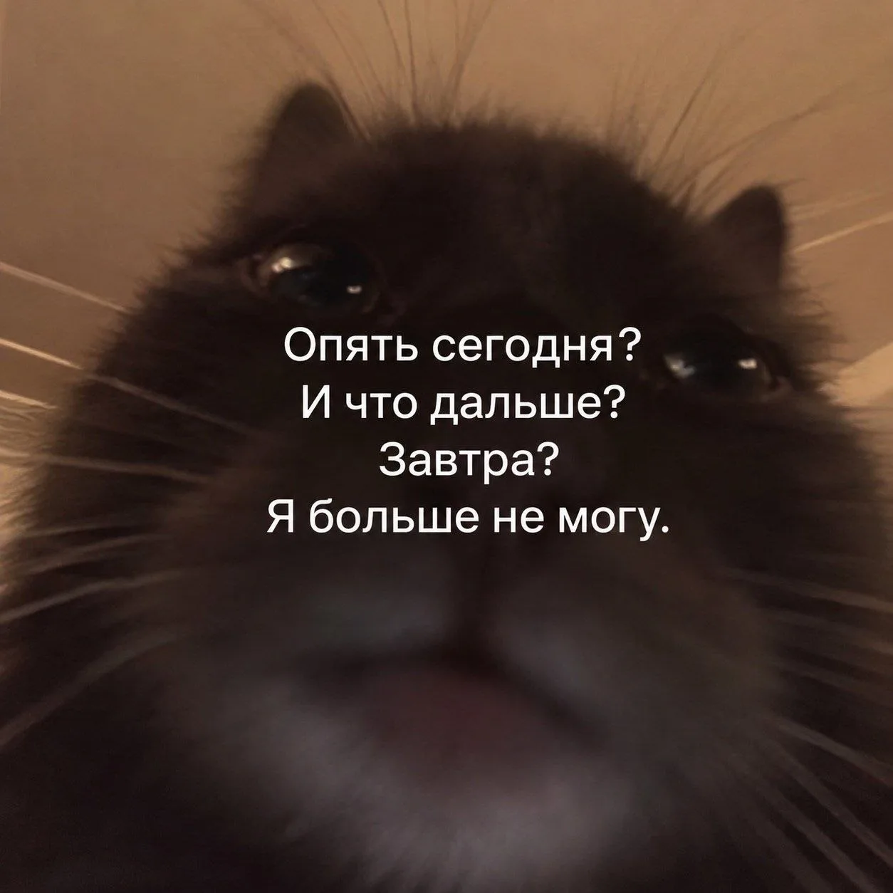 Мемы в MAX