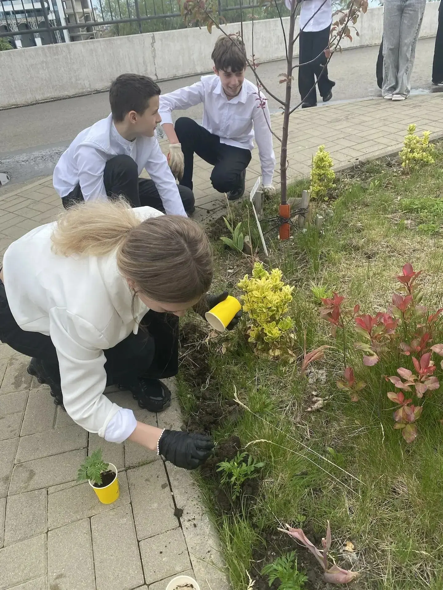 🌱Совсем недавно учащиеся засеяли емкости семенами ярких бархатцев. Когда маленькие ростки стали дост
