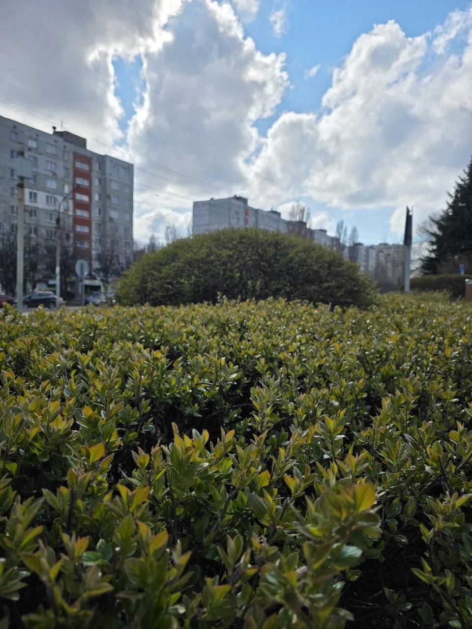 🌿Весна проснулась!  Посмотрите, как преображается город: набухают почки, распускаются первые листочк