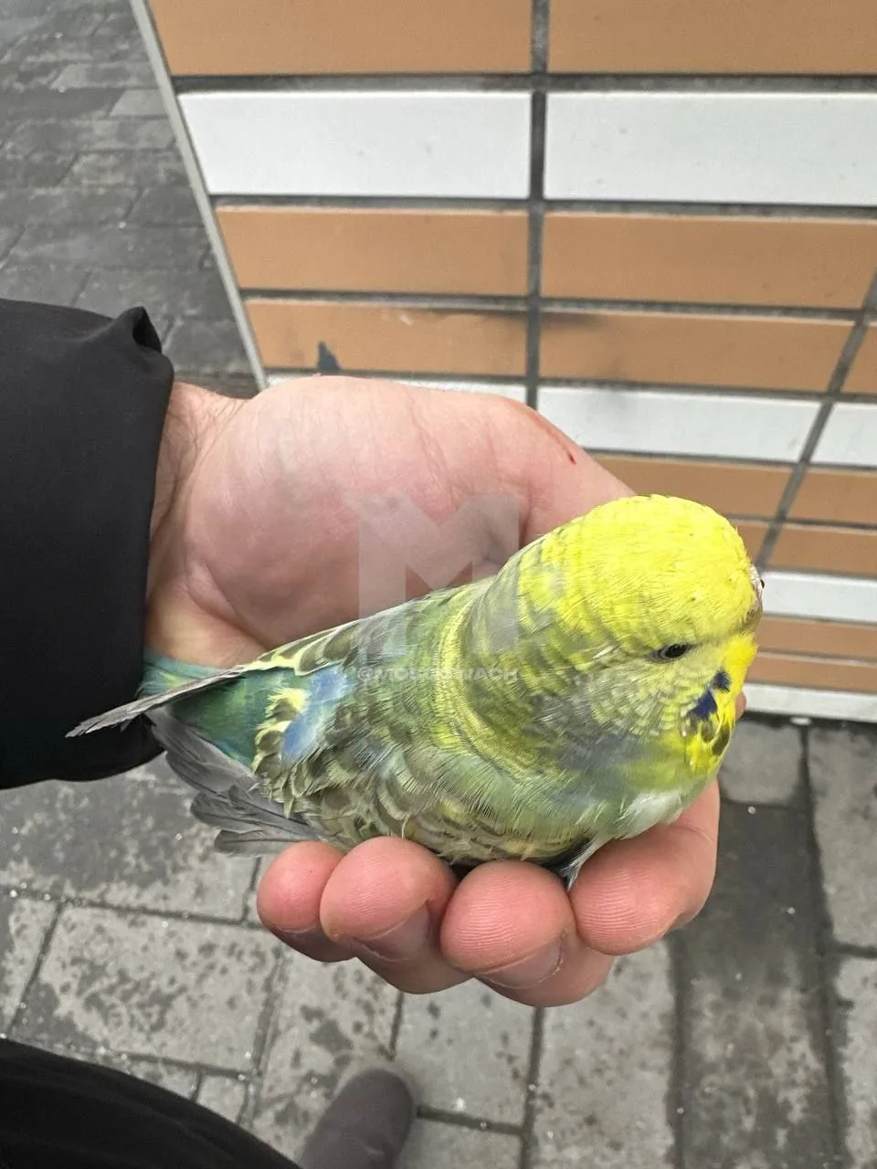Москвич спас попугая 🦜