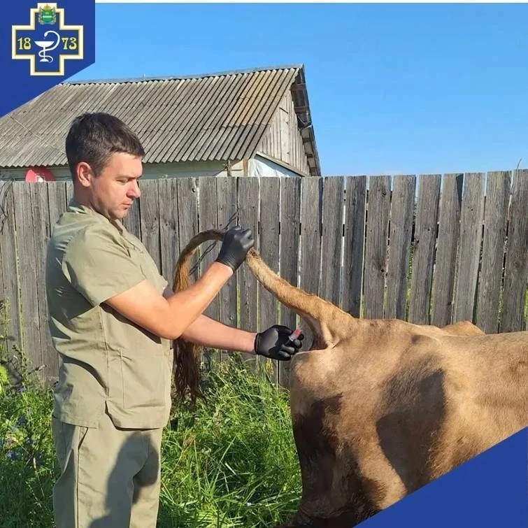 Рабочие будни специалистов ГБУ КО "Перемышльская ветстанция" 🐄
