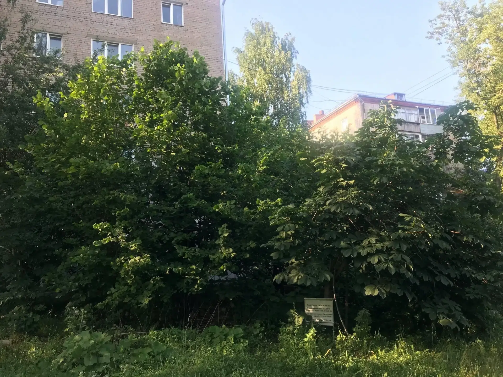 🌳 Каштаны на перекрёстке улиц 30 лет Победы и Кирова в Ижевске, похоже, совсем забыли.