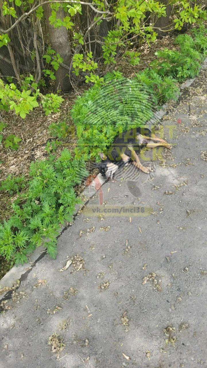 😰 В Иркутске на улице Дальневосточной стая агрессивных бездомных собак напала на маленькую домашнюю 