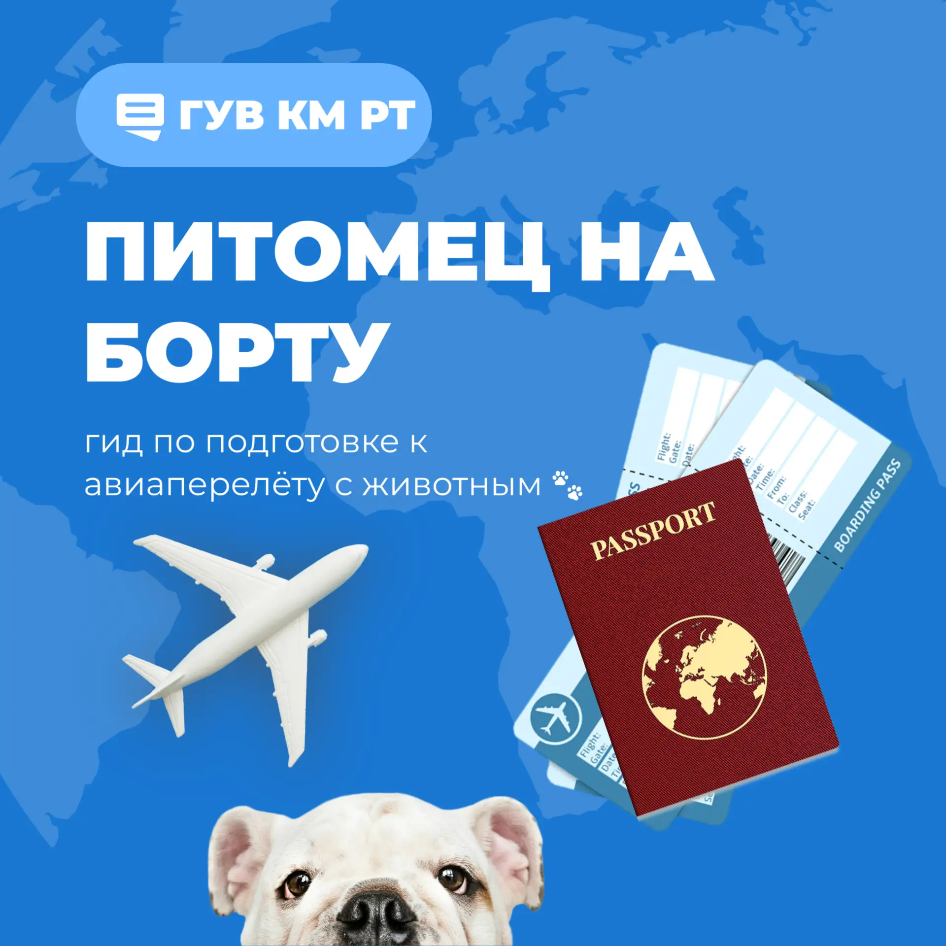 Питомец на борту: гид по подготовке к авиаперелёту с животным 🐾