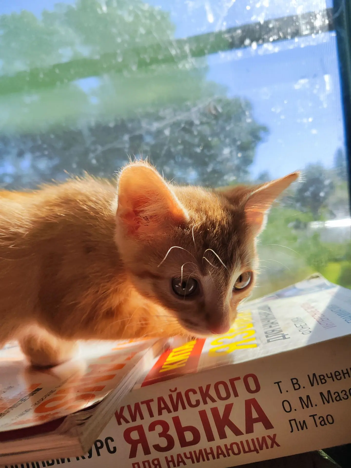 У меня новый вольнослушатель на уроках китайского)))