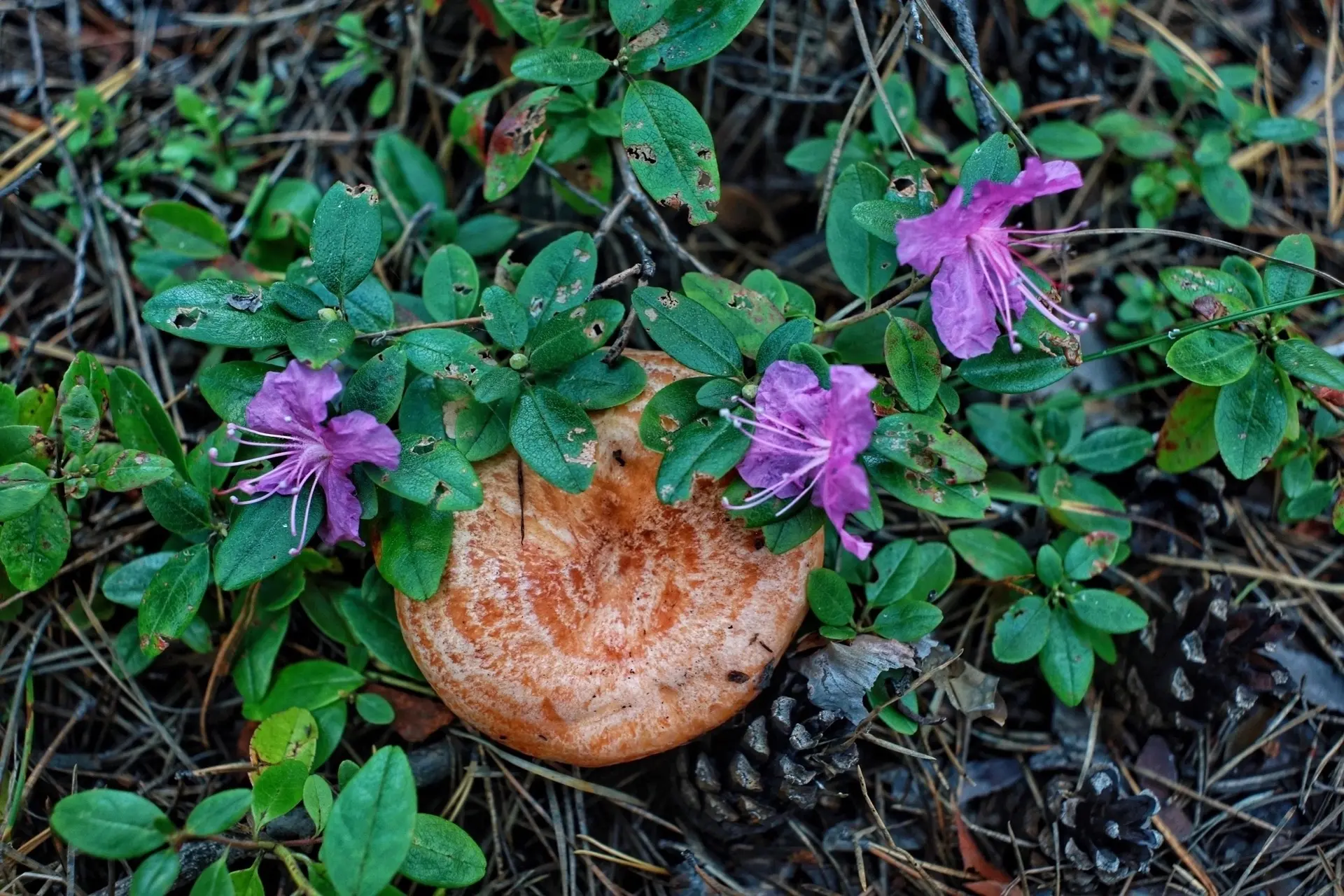 🌸Багульник снова зацвёл