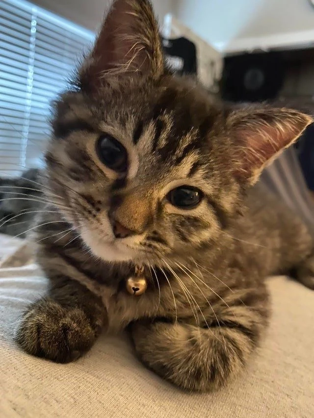 #КотикПодписчика 🥰