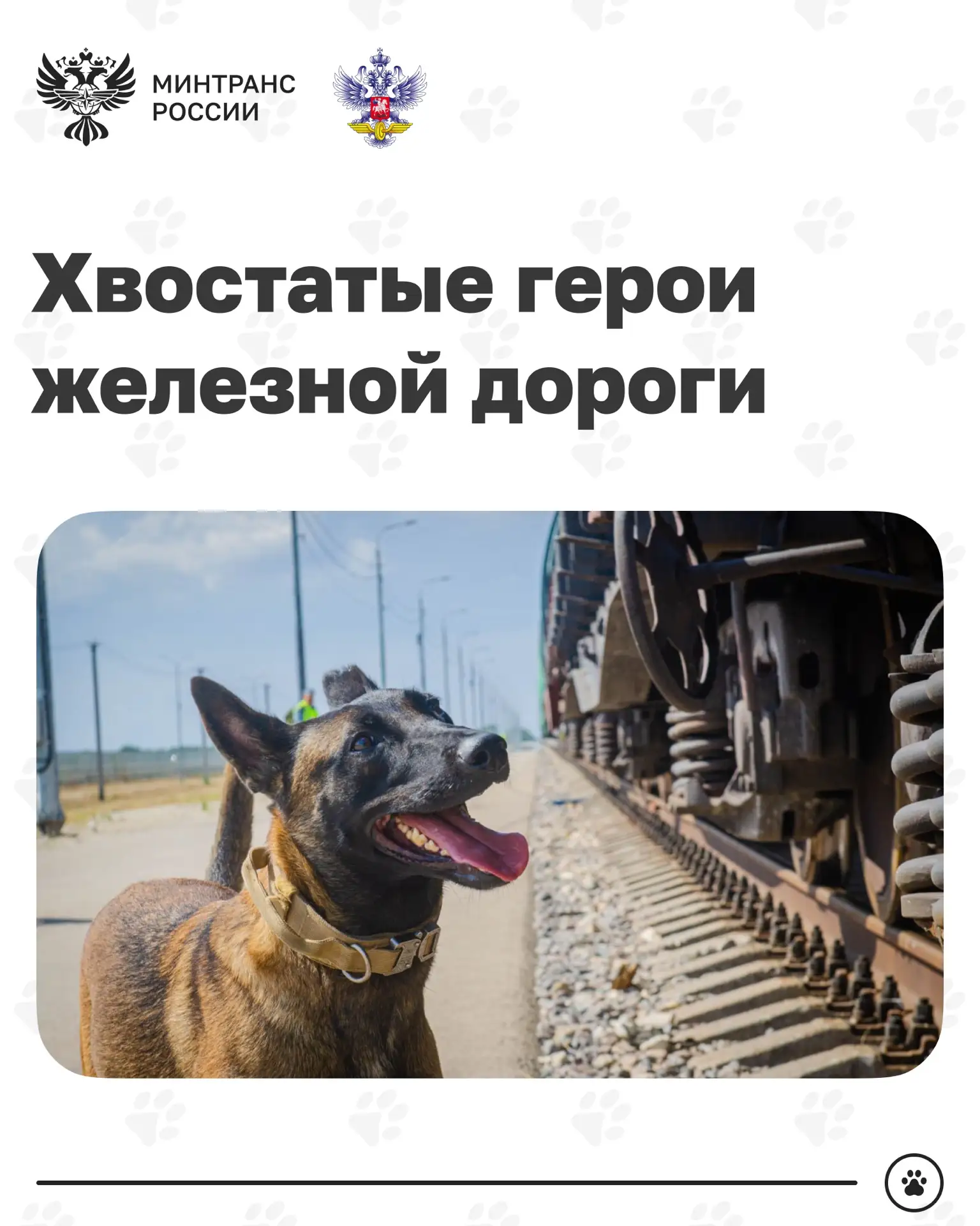 Сегодня отмечается День кинолога