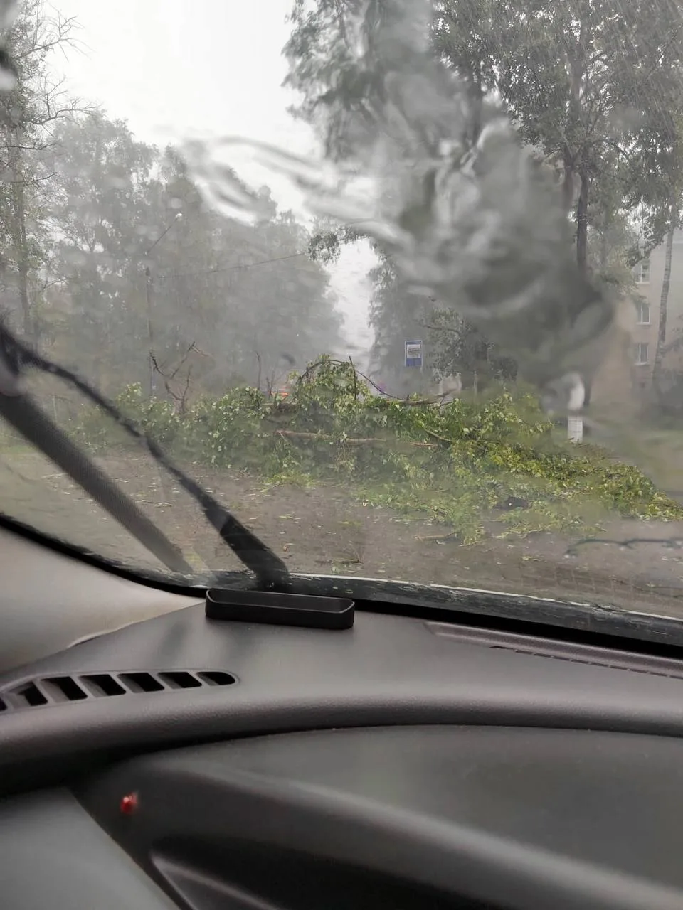 🌪️ Циклон «Бернадетт» повалил десятки деревьев в Твери