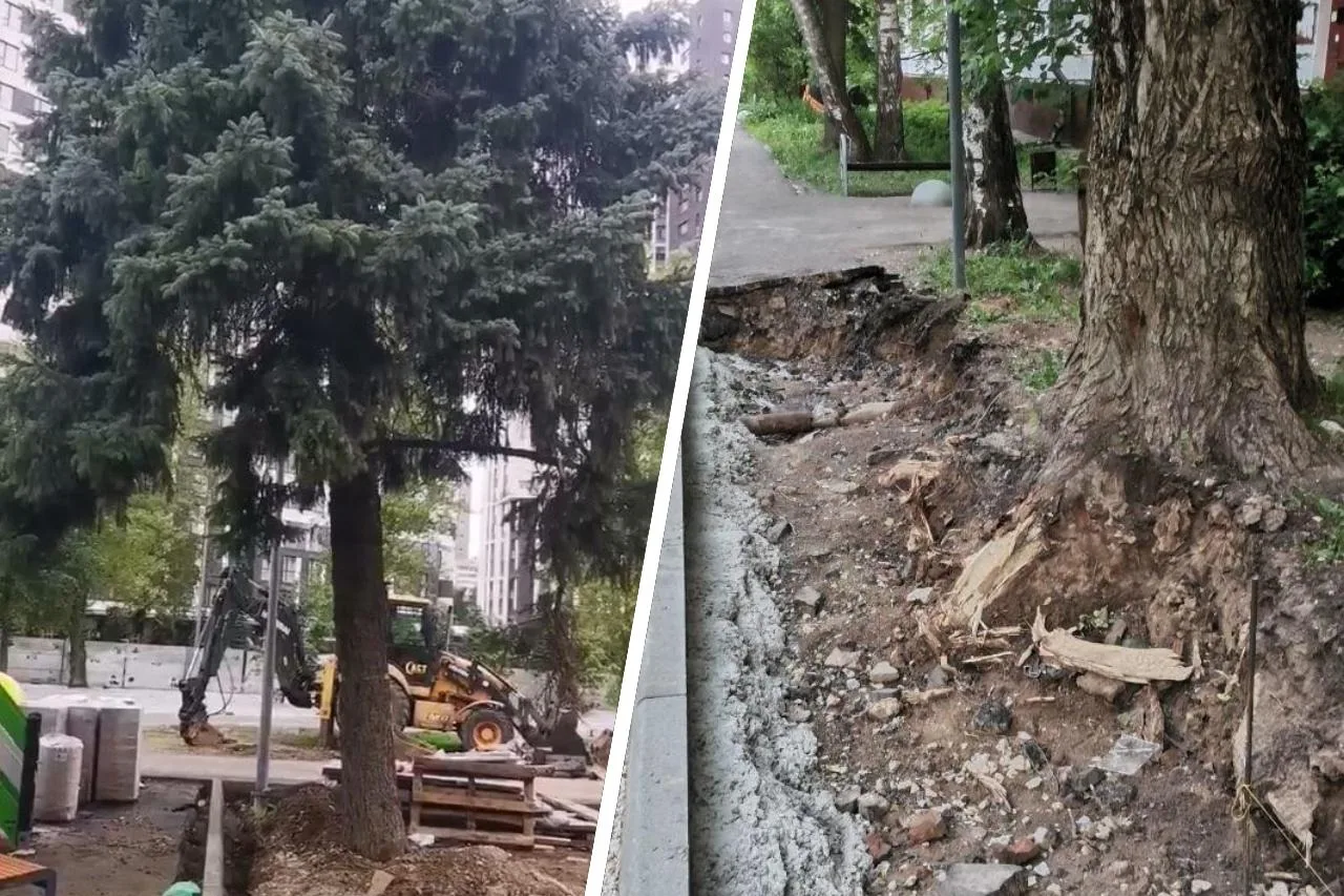 На северо-западе Москвы рабочие калечат деревья ради новых бордюров.