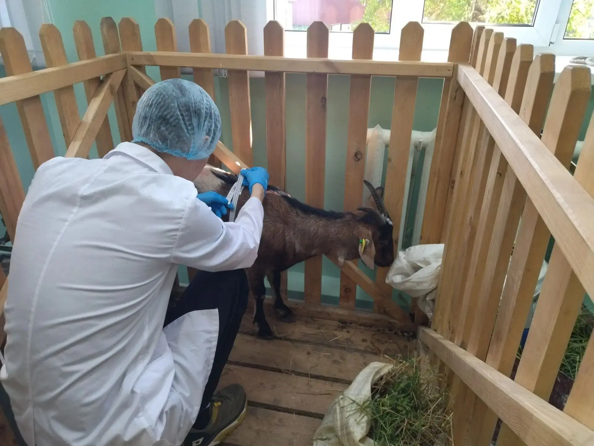 Будущие зоотехники сдают экзамены 🐮

На выпускных демонстрационных экзаменах в Томском аграрном кол