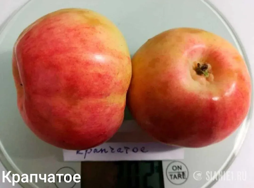 КОМПАКТНЫЕ ЯБЛОНИ ДЛЯ ВАШЕГО САДА