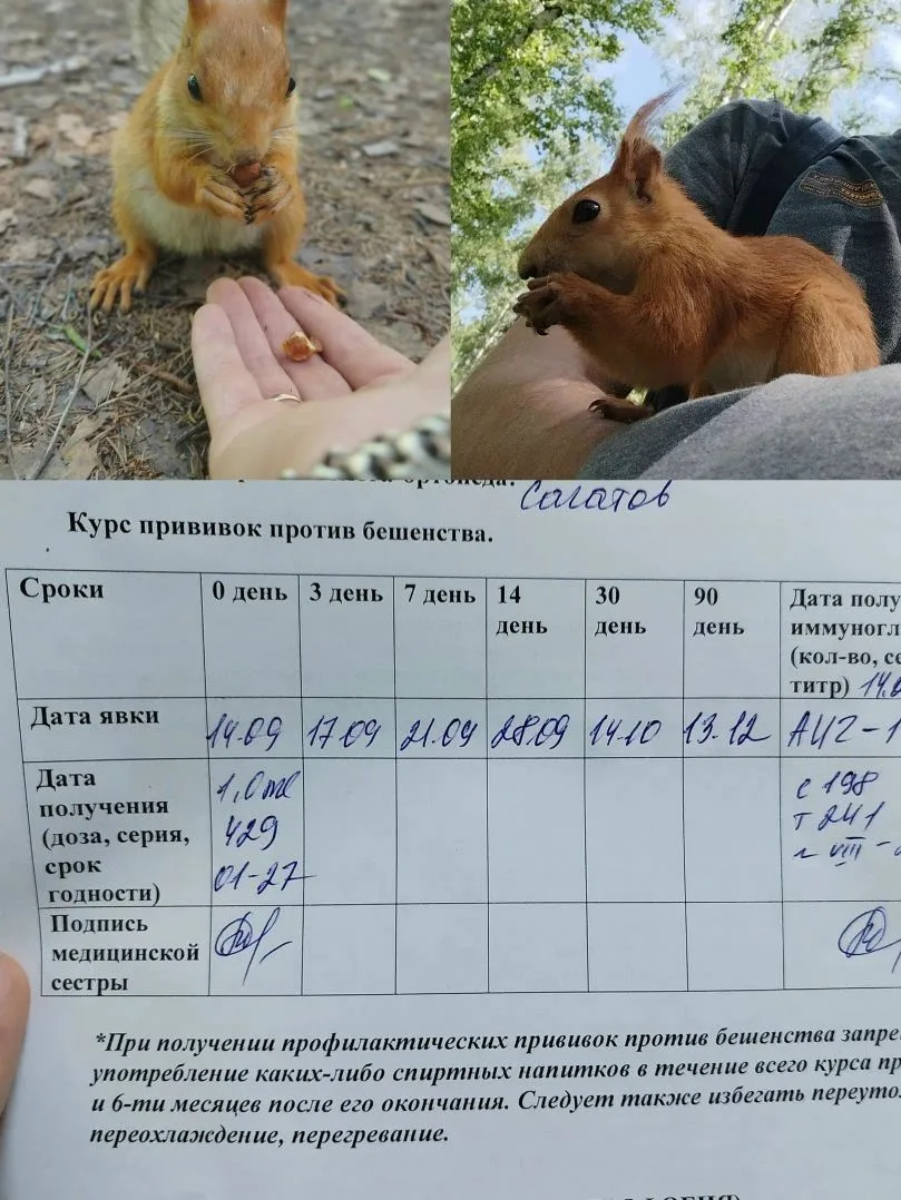 Осторожнее с белками   Ну вот, доигрался я с белками в роще. Пятый год хожу иногда летом кормлю орех