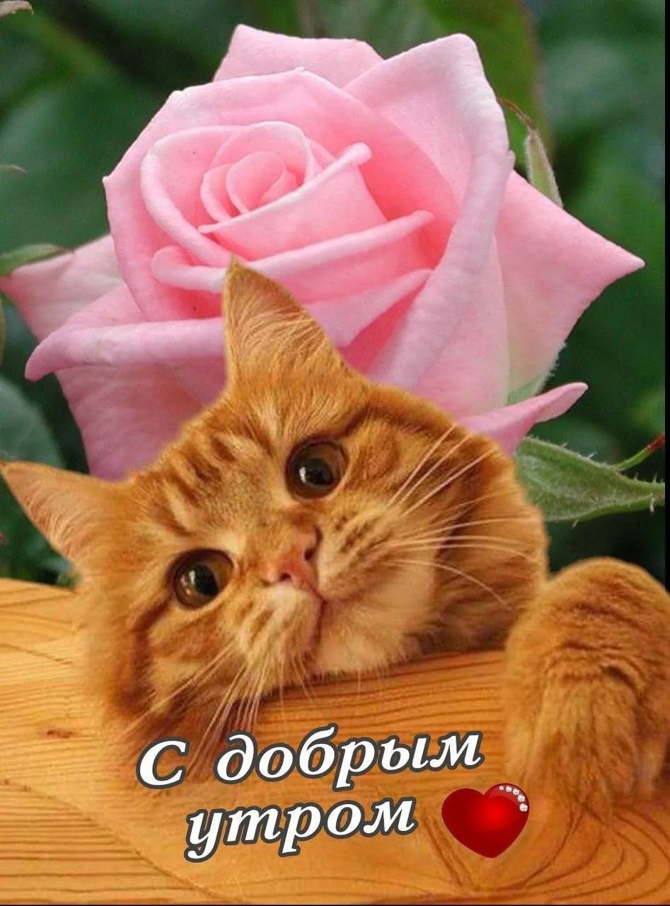 Красивые открытки❤️