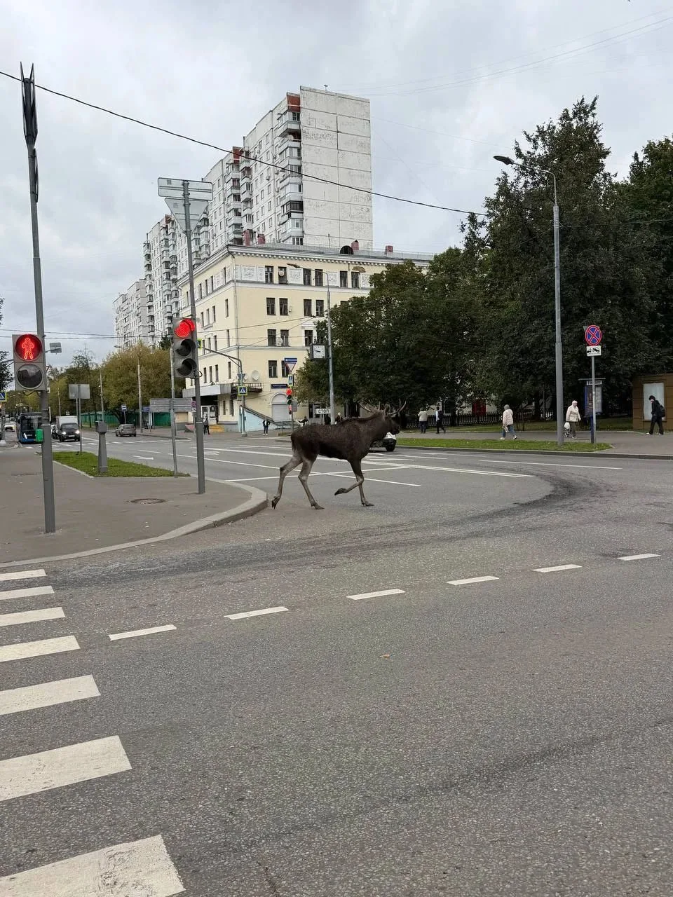 ⚠️ В Москве и Подмосковье начался сезон лосиного гона, который продлится до октября.