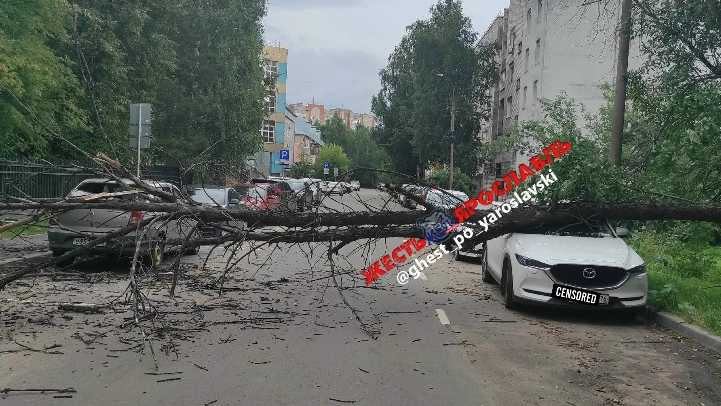 Картина: «Мазде не повезло».

p.s. и Логану тоже...

📍 проезд Ухтомского: упало сухое дерево.

📍 Я