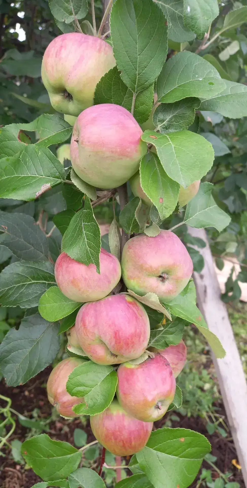 #мирглазамипедагога
Фото-лето-история тьютора Татьяны Юсуповой 
13. 🍎 🍏 Яблоки (И пусть погода оби