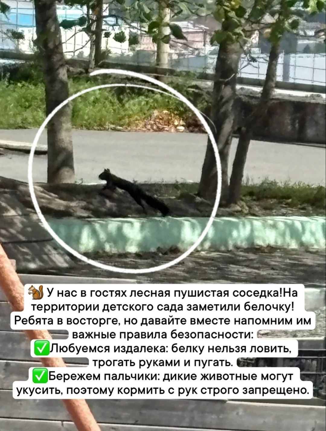 На территории детского сада заметили белочку! Ребята в восторге, но давайте вместе напо...