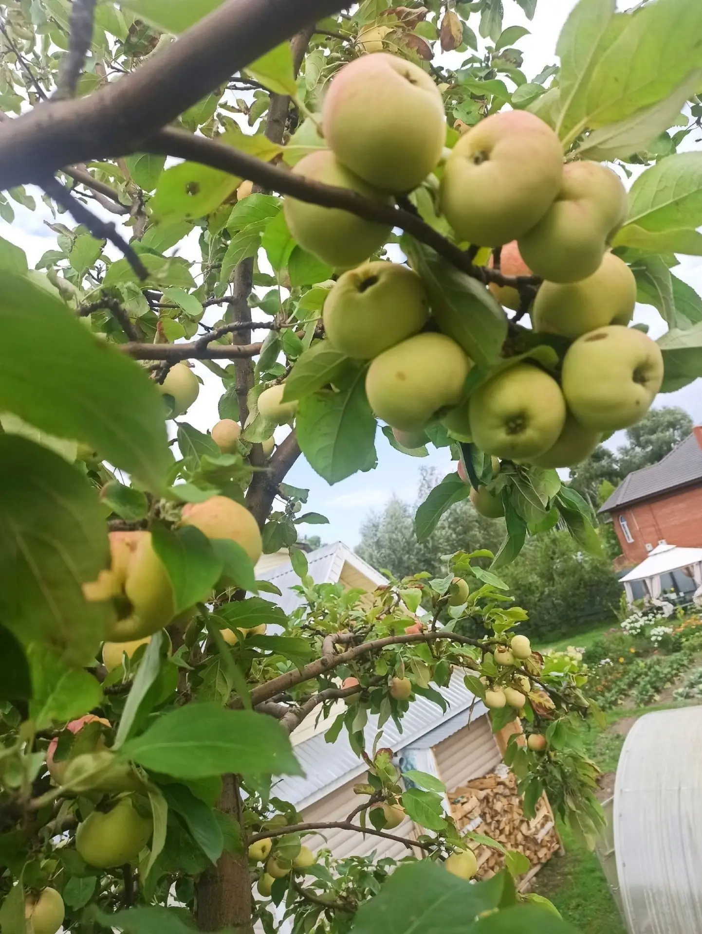 Алмадан сок🍎🍏🍎
Компот кебек пешереп ясалса да, тәме сок шикелле була. Бик тәмле, яхшы саклана.  
