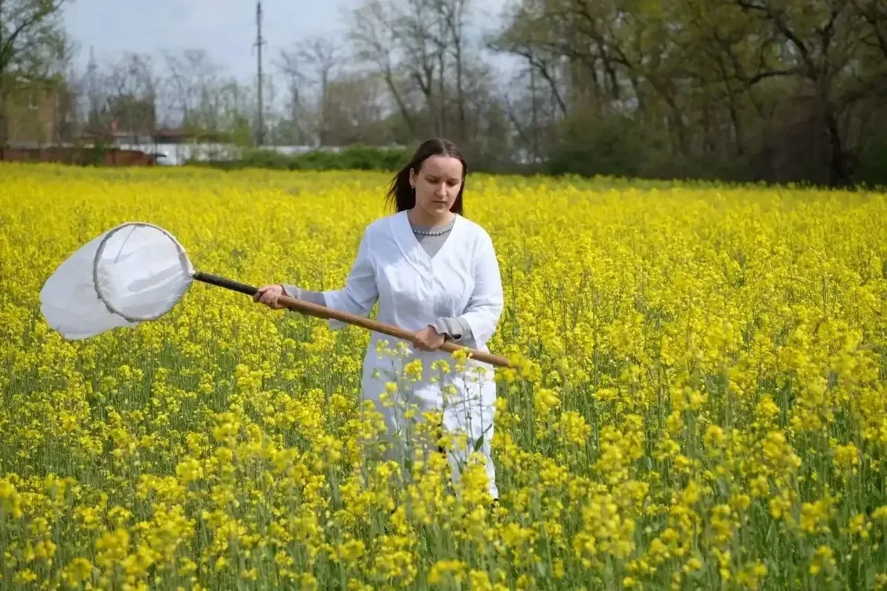 Как учёные ловят вредителей: от сачка до «цветочных» приманок 🐛🌼