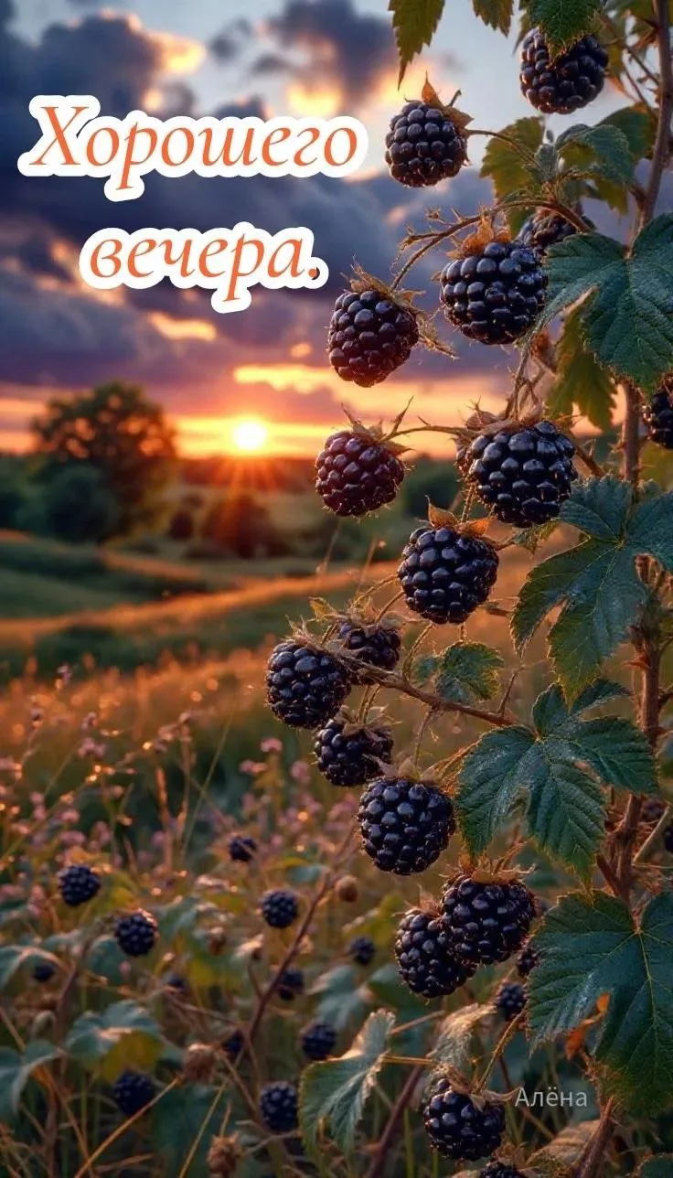 ✨Добрый вечер, дорогие друзья!