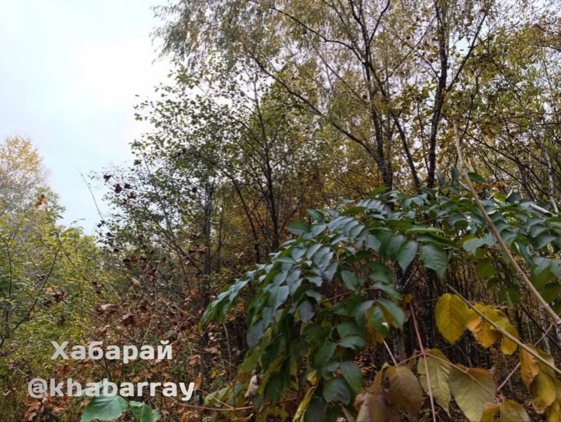 И вечерняя красота. Октябрь в пригороде Хабаровска.