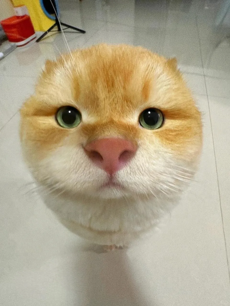 Котошарик🥹