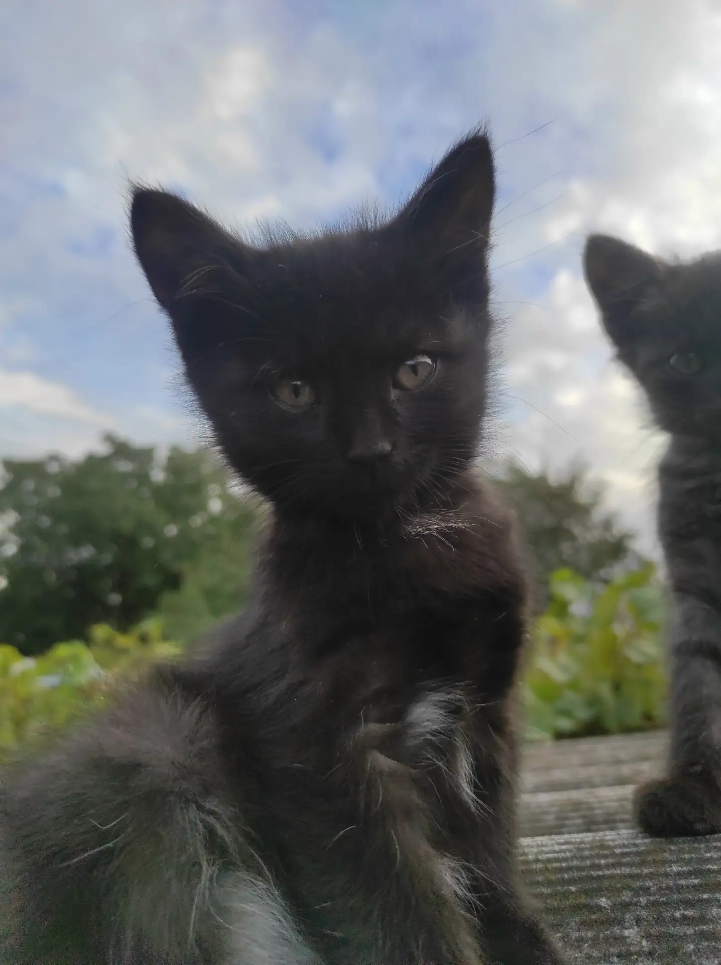 ОТДАМ КОТЯТ В ДОБРЫЕ РУКИ.ДВА МАЛЬЧИКА,Один полностью черный.Второй черный и белый живо...