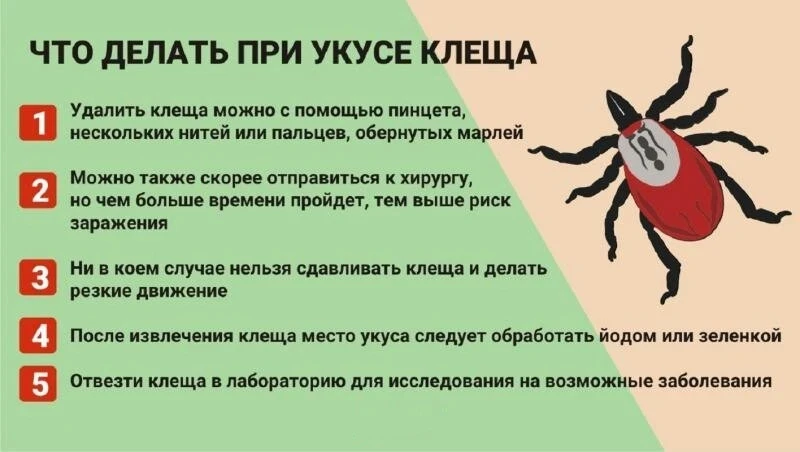 За последнюю неделю клещи покусали в России 84 тысяч человек. Напоминаем, что делать, е...