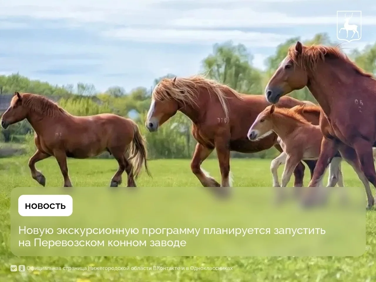 🐴Перевозский конный завод — одно из старейших конных предприятий России, основанное в ...