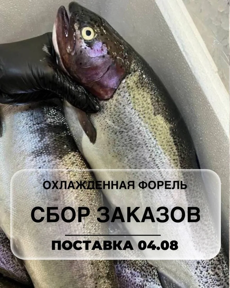 🤗Открываем сбор заказов на охлаждённую форель из Хакасии!

🐟Сбор заказов 26 - 30 июля

🐟Дата пост