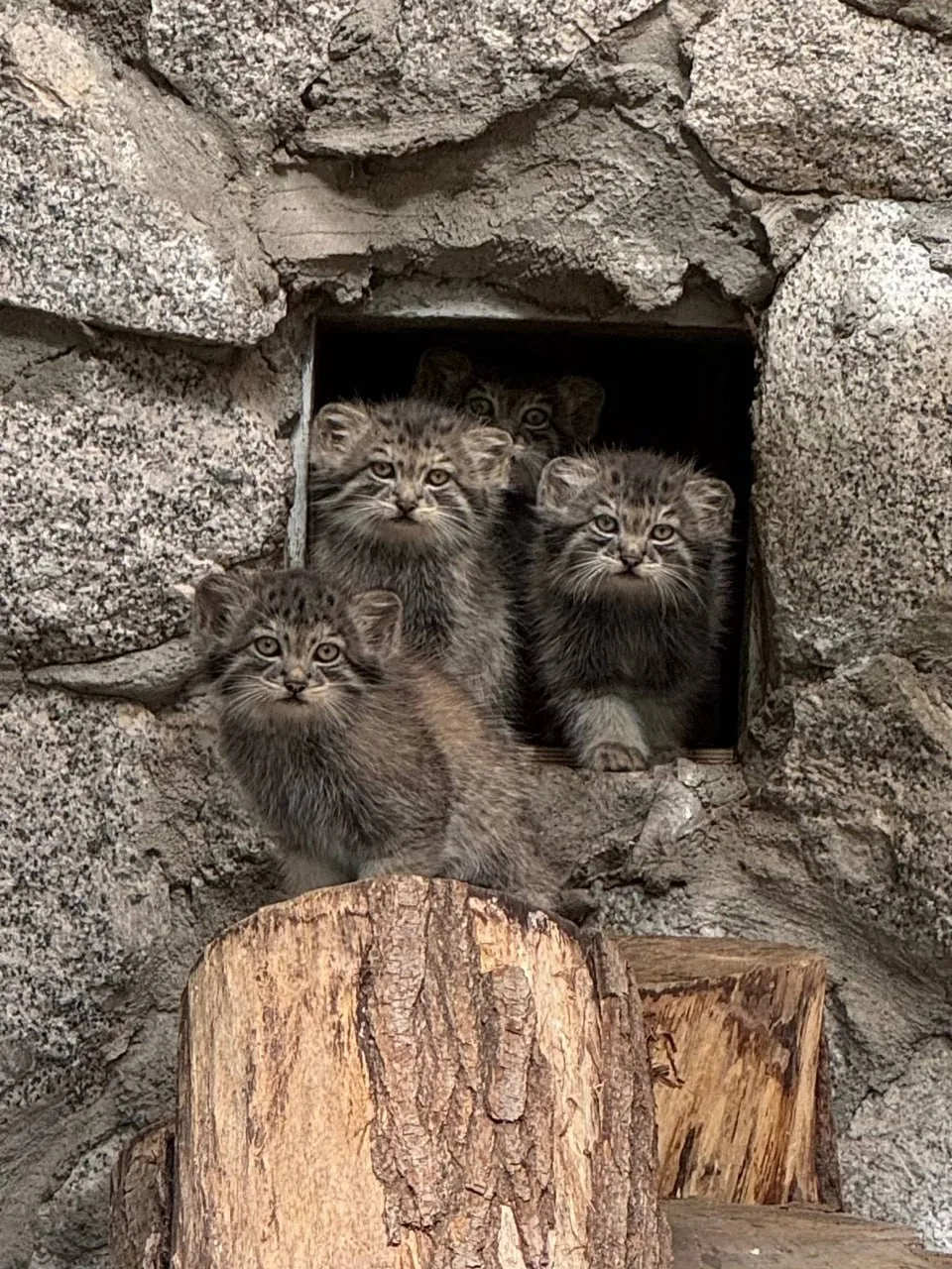 😽Милые обитатели  Ленинградского зоопарка