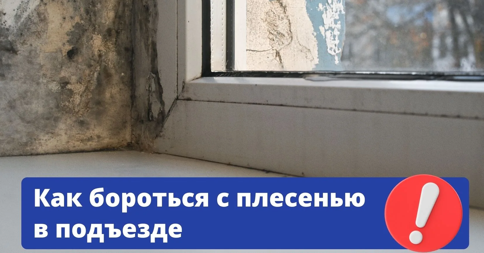 Что делать, если в подъезде завелась плесень? Ответ однозначный — не сидеть сложа руки.