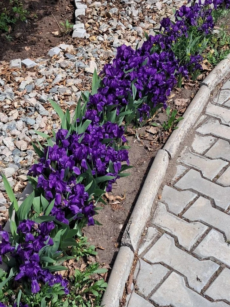 🌸Область цветет: очередная партия от подписчиков Б1   Присылайте фото с цветущими амурскими городами