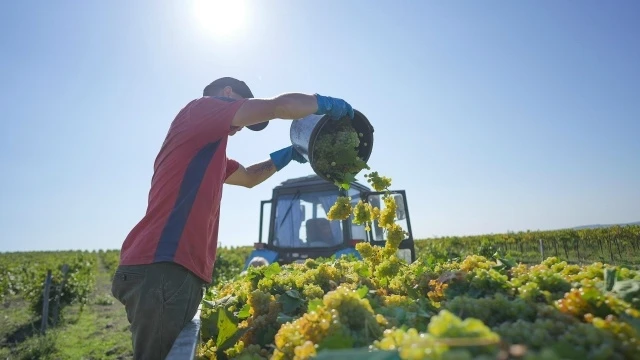 В Анапе стартовала уборка винограда🍇