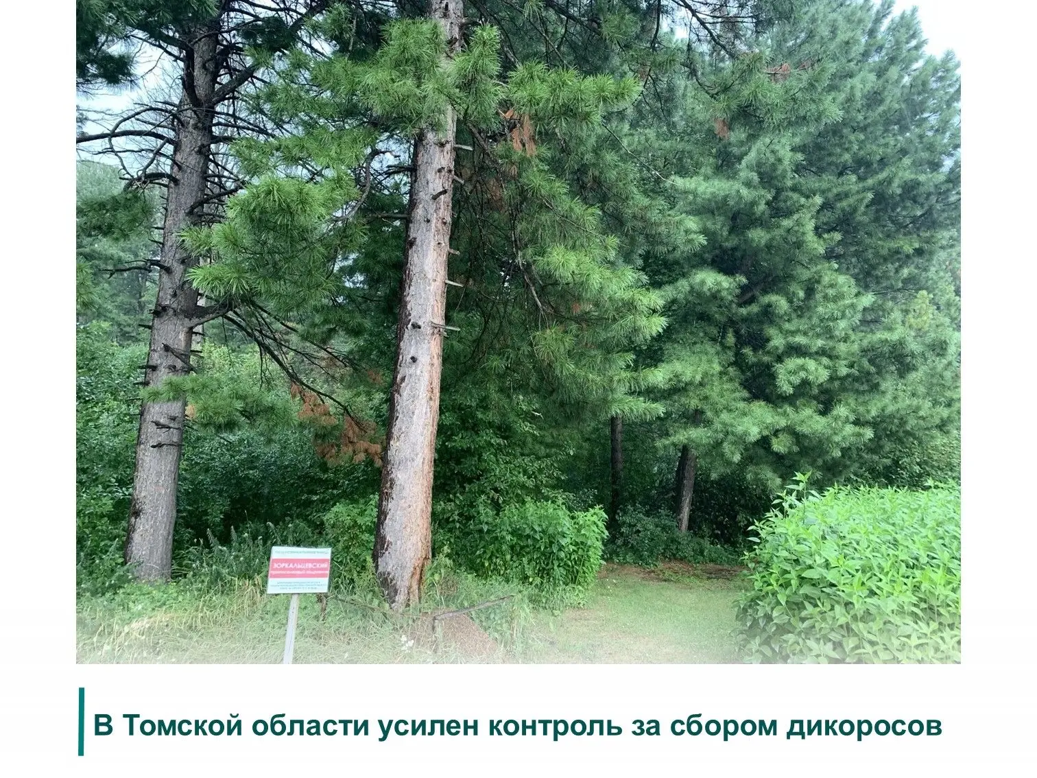 ✅В департаменте лесного хозяйства Томской области состоялось совещание с лесничествами по вопросам в
