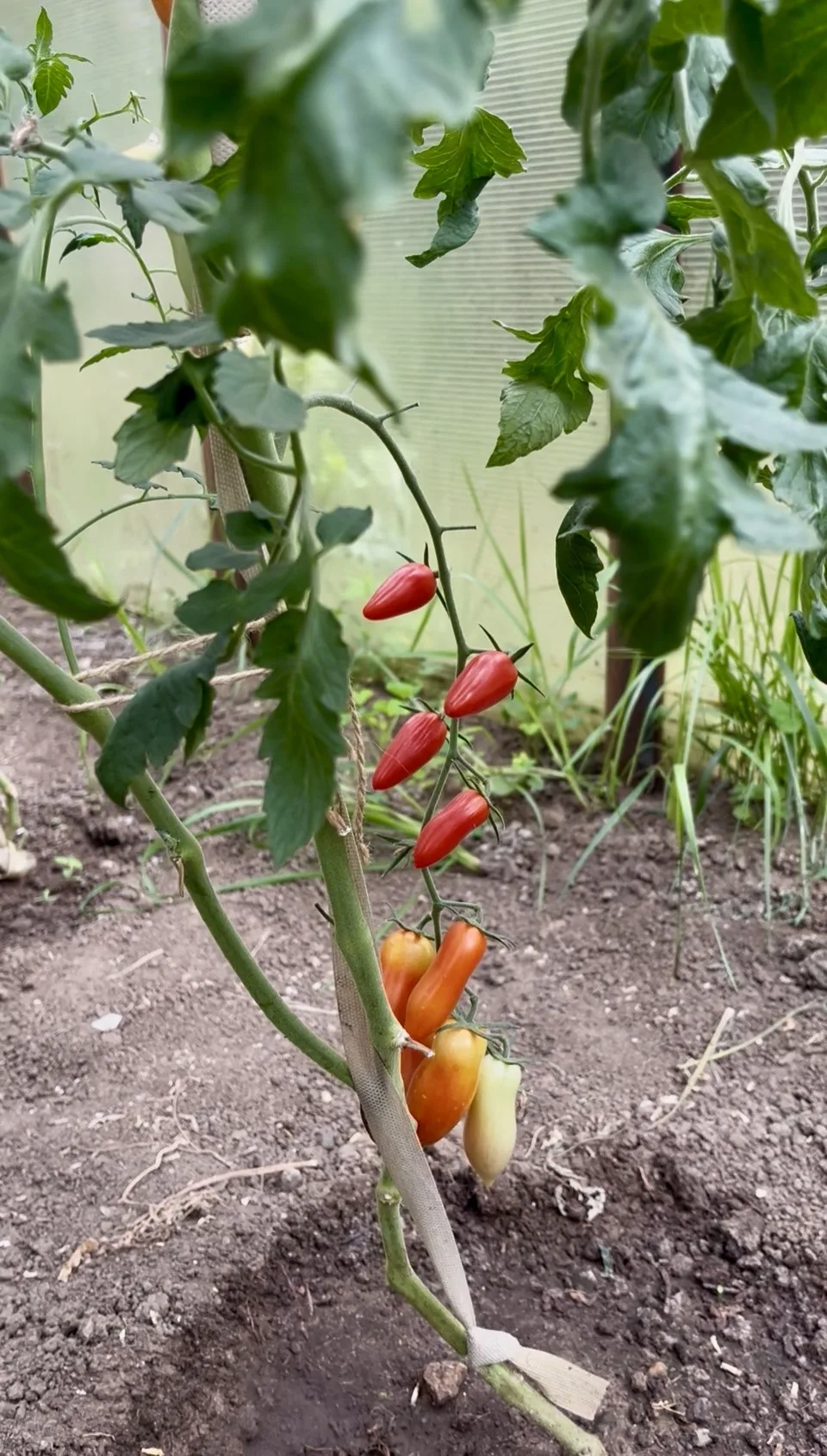 🌱 Наш зелёный островок: урожай с любовью