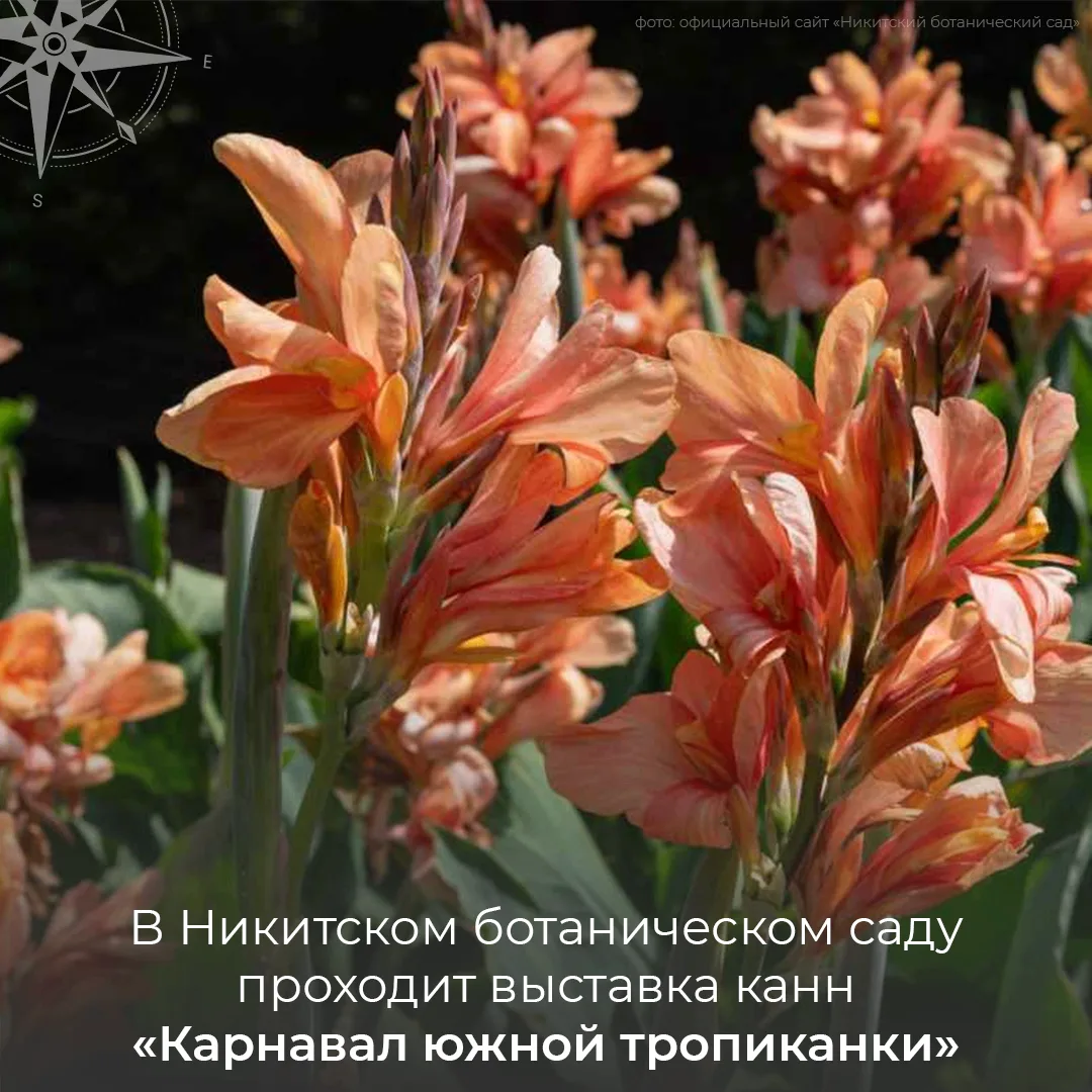 Канны всех оттенков ждут вас на «Карнавале южной тропиканки» 🌺

В Никитском ботаническом саду откры