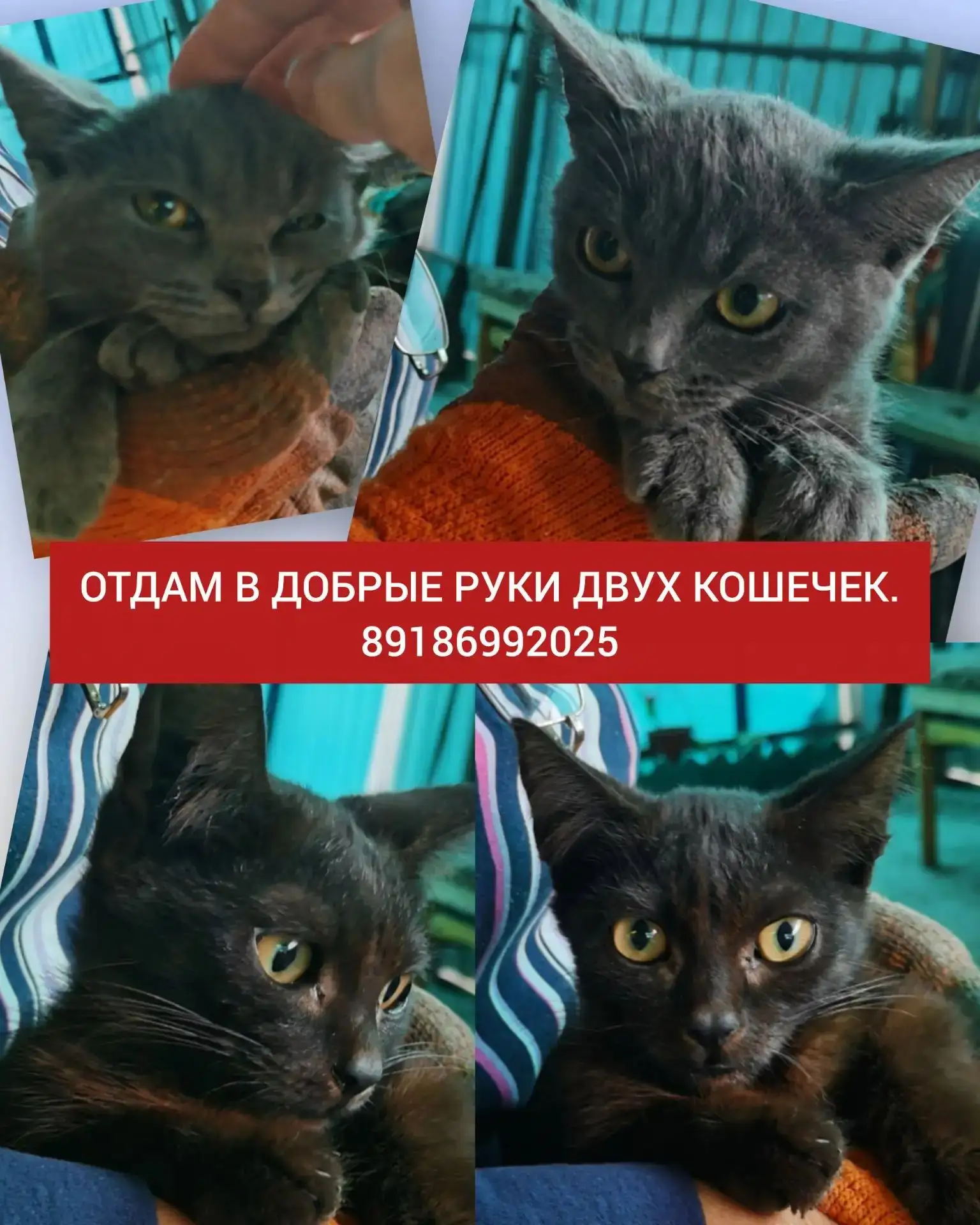 Этих двух девчонок подбросили к нам во двор.