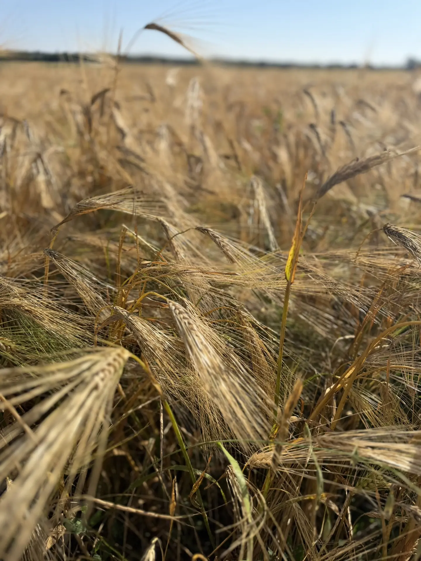 Доброе утро 🌾