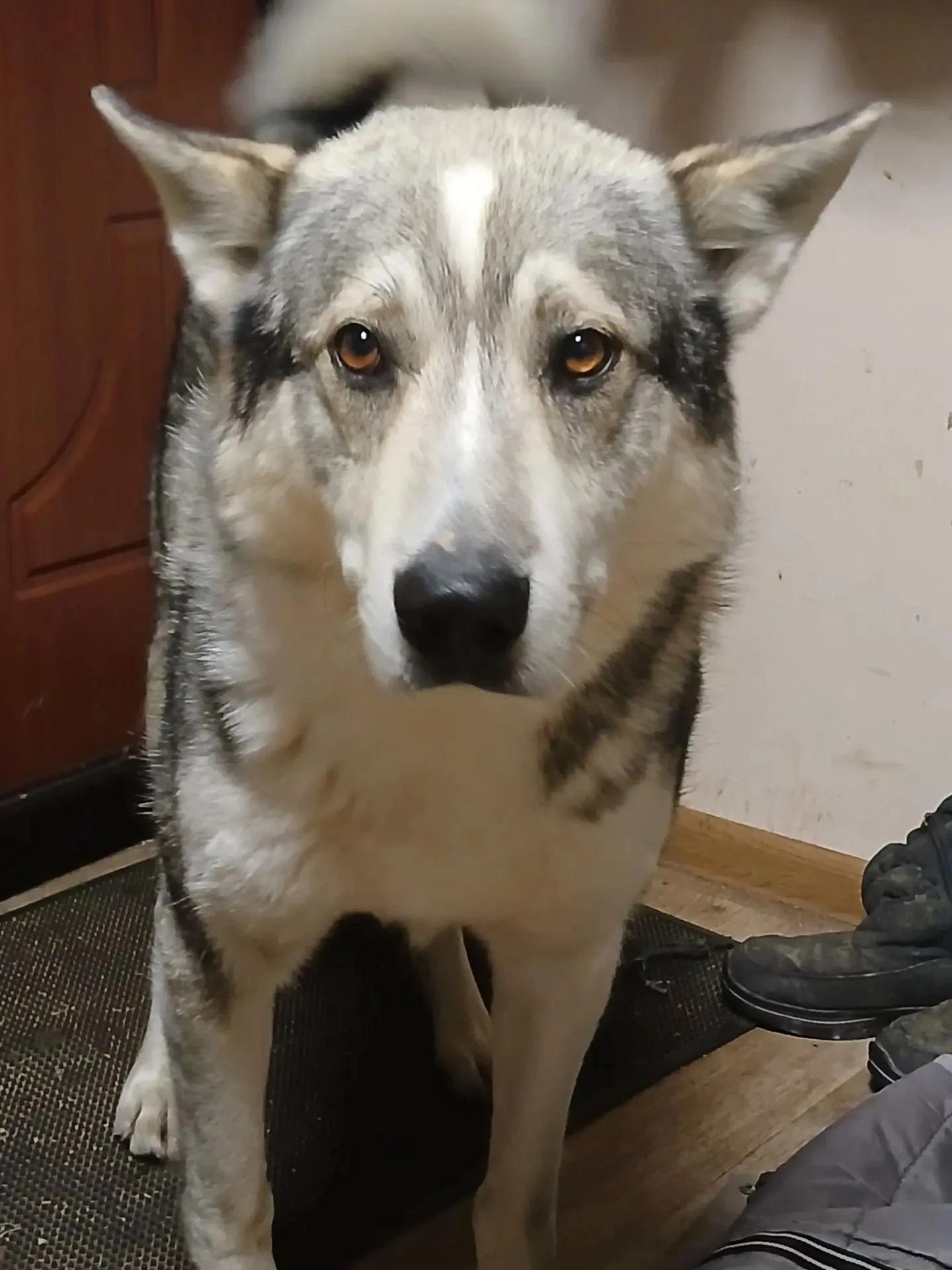 🐕 Умного, ухоженного пса нашли на Промысловке в Поронайском районе