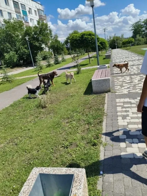 Очередное нападение собак на детей на детской площадке по улице Энтузиастов, 1. 

Когда администраци