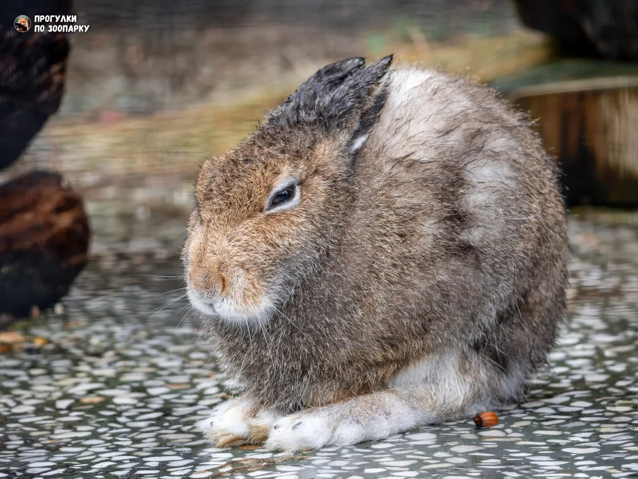 У зайцев тоже начинается подготовка к зиме🐰 🐾