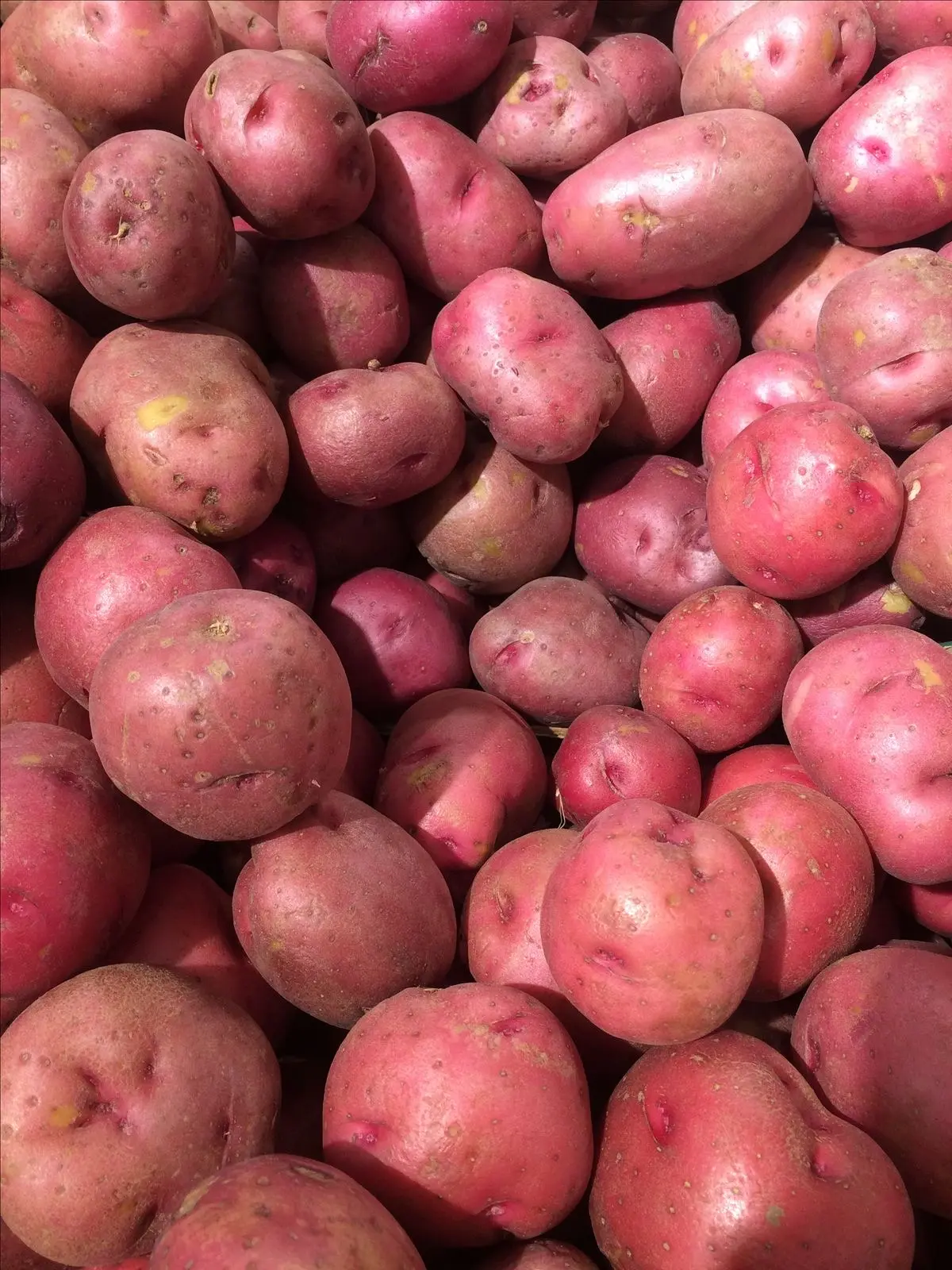 🥔СВЕЖИЙ ПРИВОЗ КАРТОФЕЛЯ В ЮРГУ!