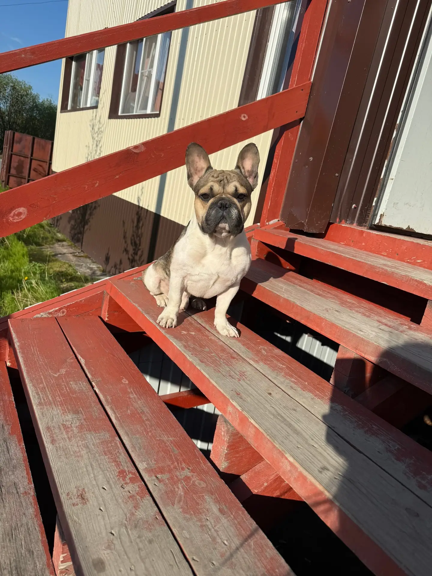 Добрый вечер. Потерялась собака, порода французский бульдог, кличка Стич🐶В районе улиц...